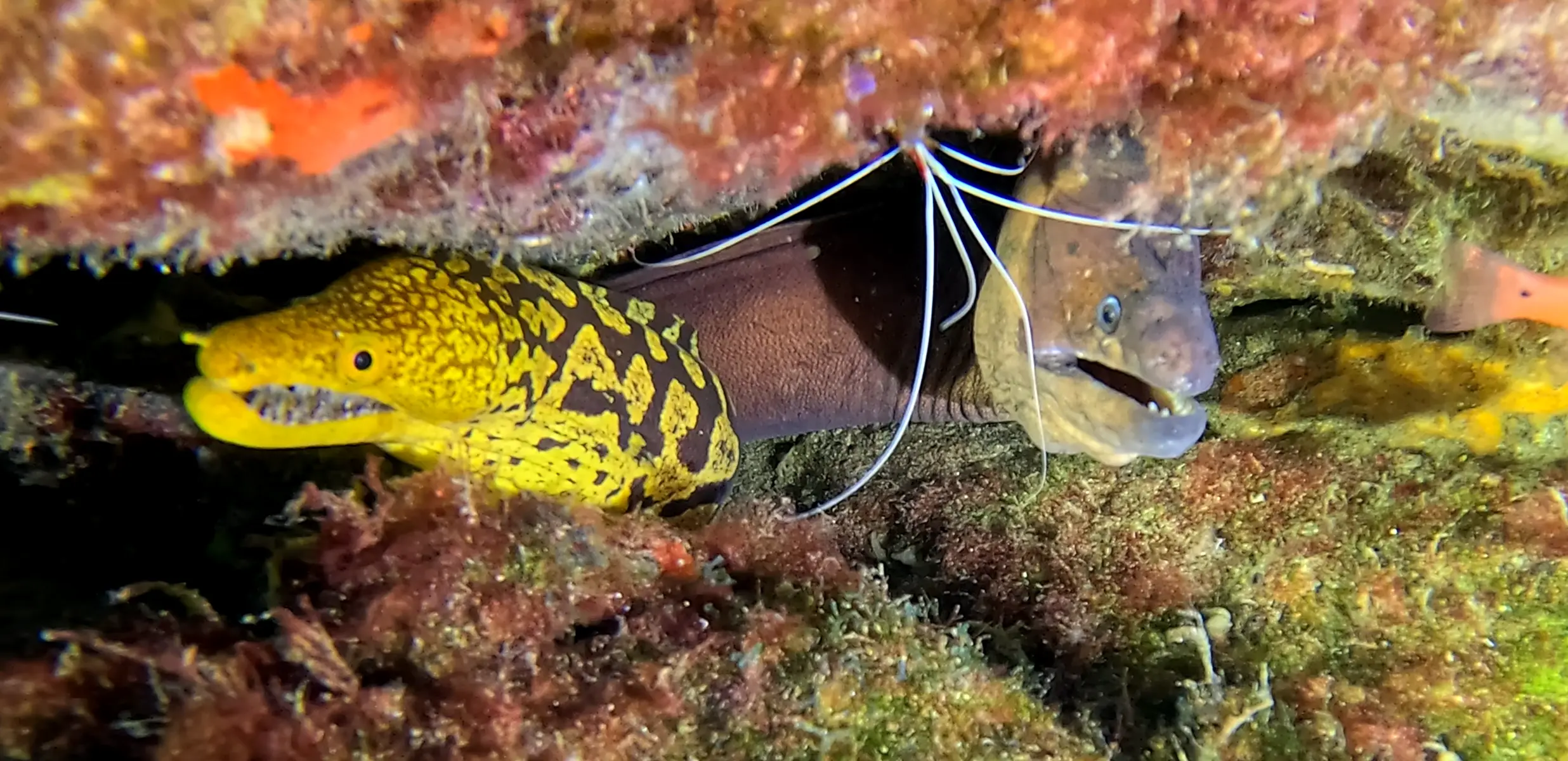 Site de plongée Rolf's Cave