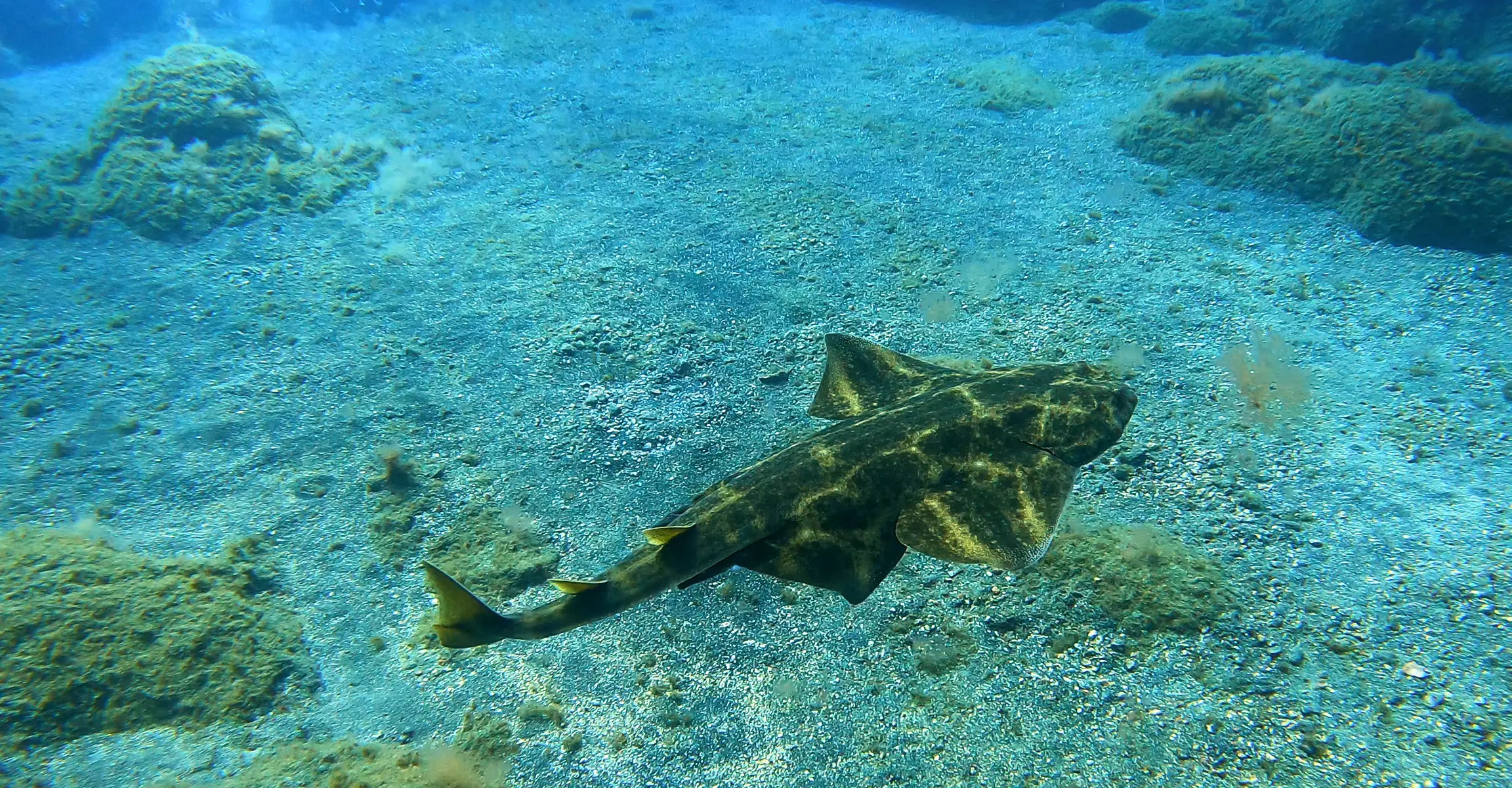 Plongeurs certifiés en bateau