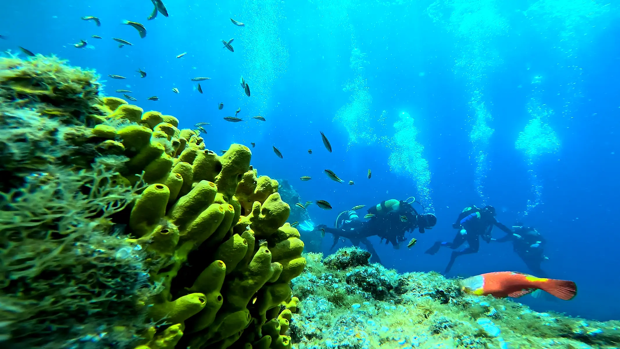 Baptême de plongée