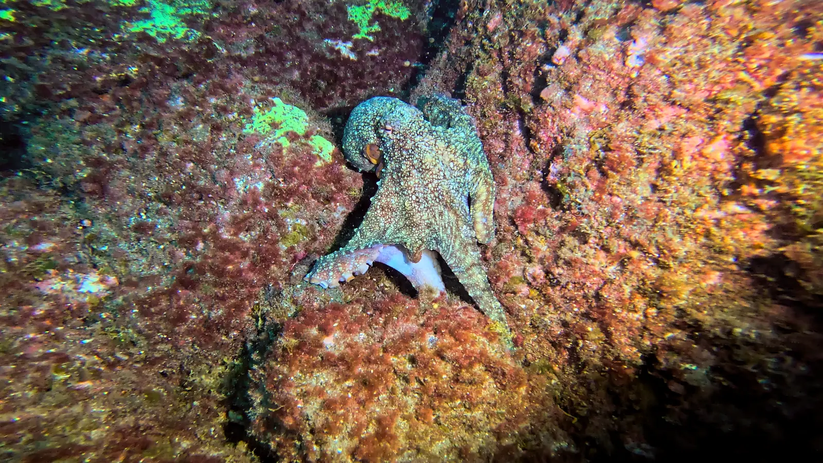 Site de plongée Octopus Cove