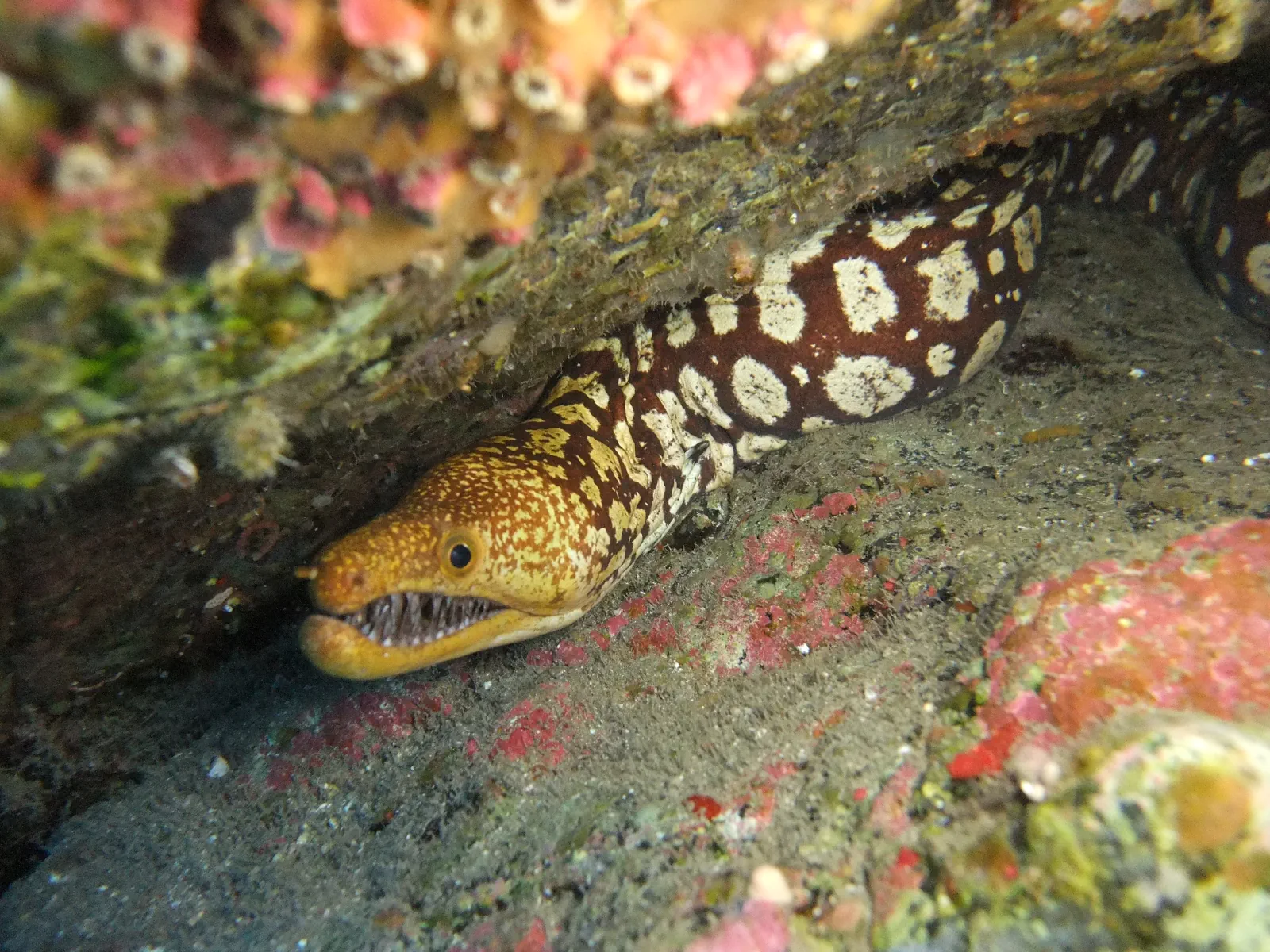 Plongeurs certifiés en bateau