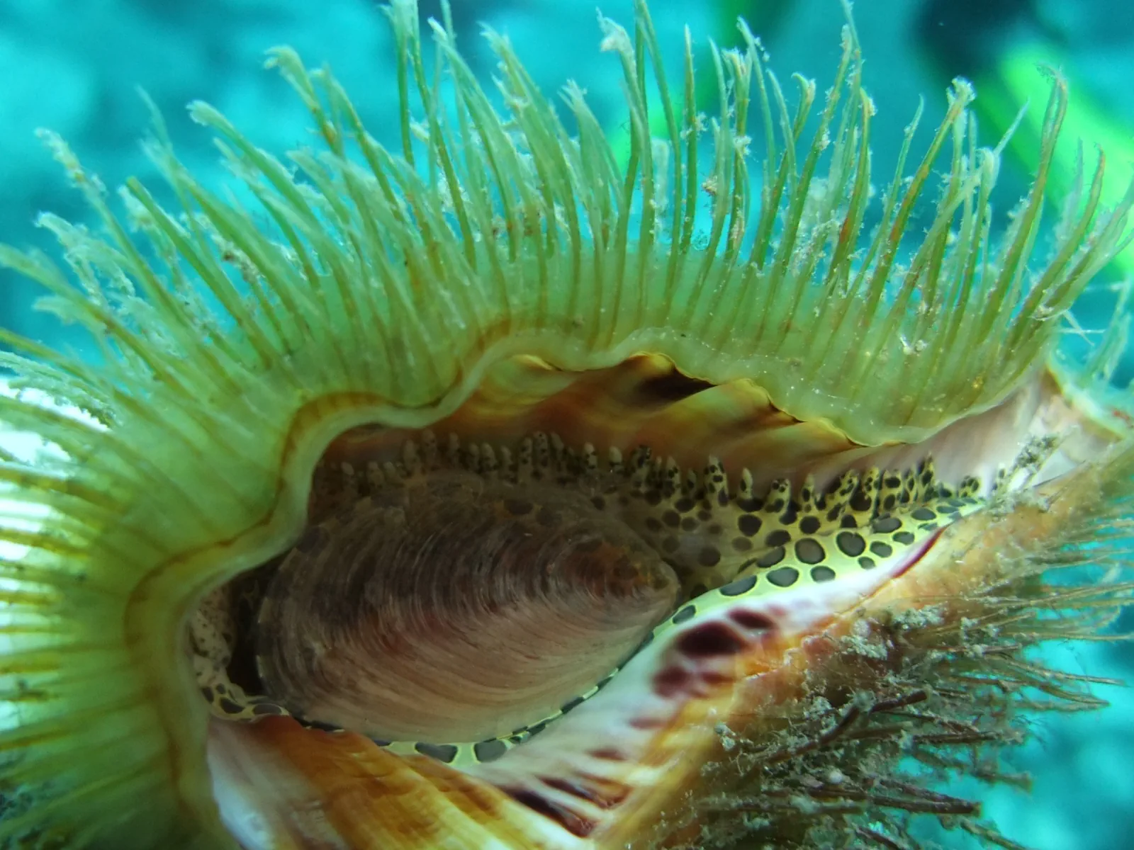 Randonnée palmée à Los Gigantes