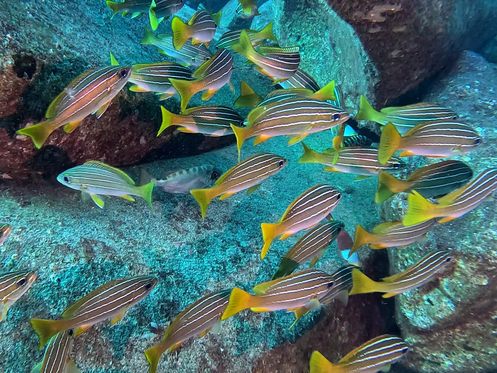 Baptême de plongée